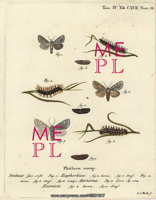 : Sweet gale moth, scarce dagger and knot grass moth : Sweet gale moth, scarce dagger and knot grass moth