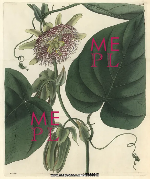: Sweet granadilla or grenadia, Passiflora ligularis : Sweet granadilla or grenadia, Passiflora ligularis