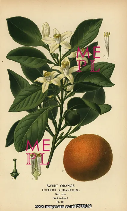  : Sweet orange, Citrus x aurantium