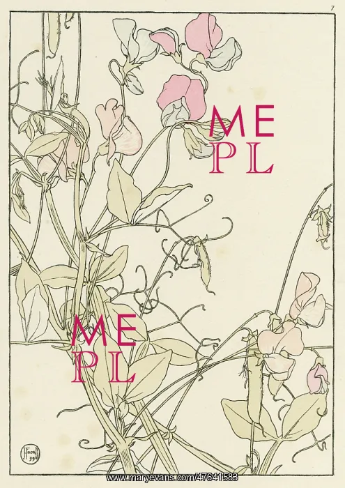  : Sweet Pea. Decorative flower study by Jeannie Foord, of Sweet Pea a climbing plant