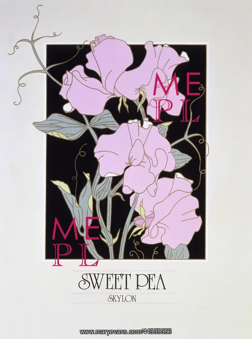 : Sweet Pea flowers : Sweet Pea flowers