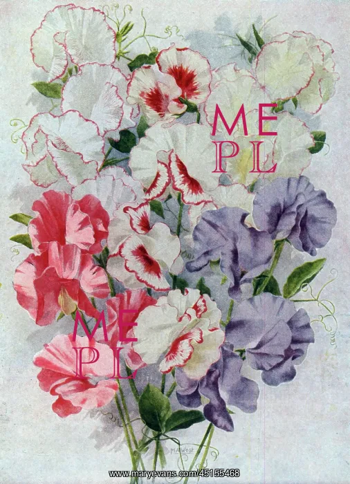 : Sweet Peas : Sweet Peas