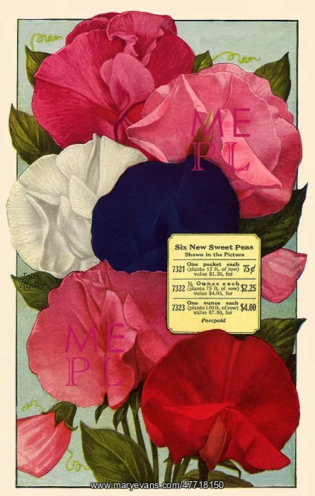  : Sweet Peas