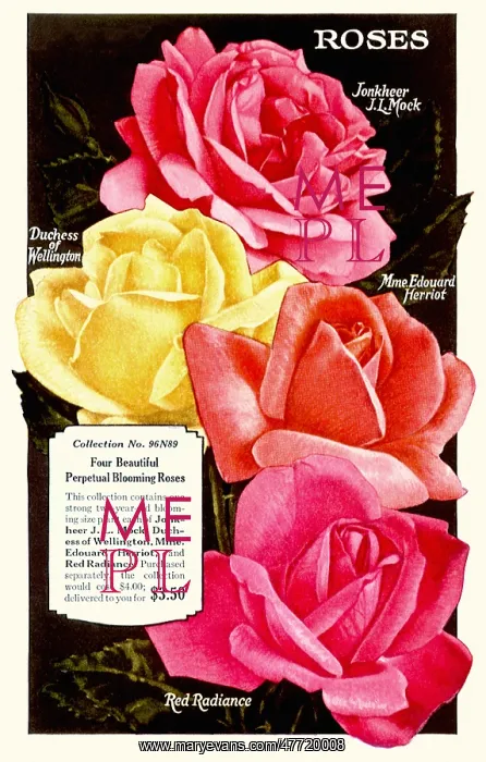  : Five Sweet Peas