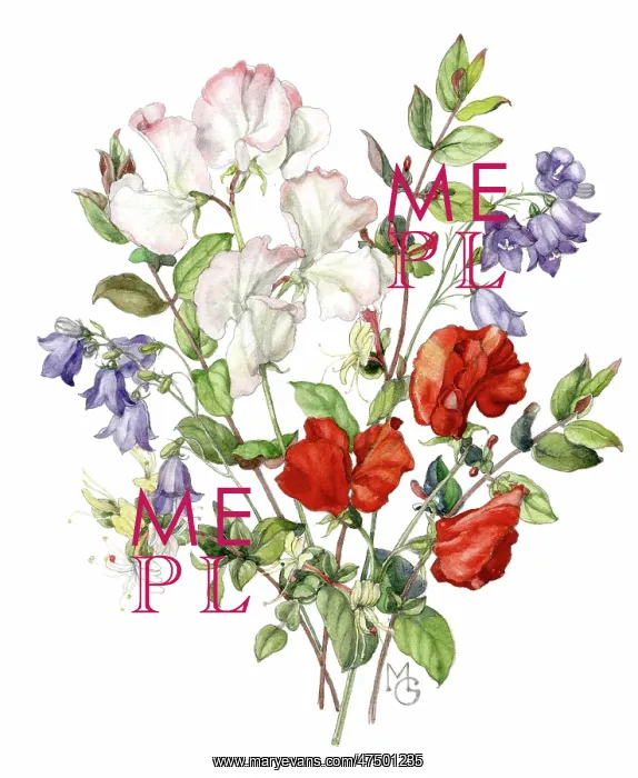  : Sweet peas, harebells and honeysuckle