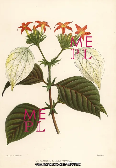 : Sweet root, Mussaenda macrophylla : Sweet root, Mussaenda macrophylla