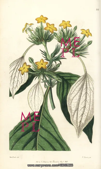 : Sweet root, Mussaenda macrophylla : Sweet root, Mussaenda macrophylla