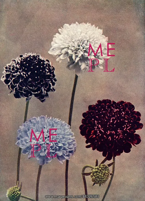 : Sweet scabious : Sweet scabious