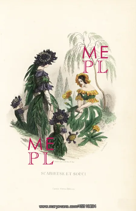 : Sweet scabious and marigold flower fairies : Sweet scabious and marigold flower fairies