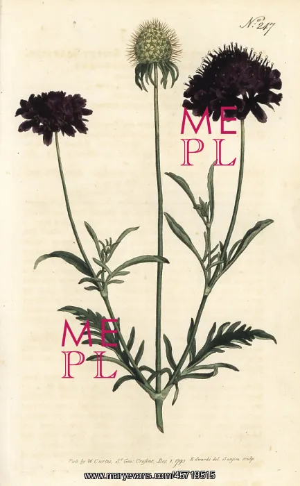 : Sweet scabious, Scabiosa atropurpurea : Sweet scabious, Scabiosa atropurpurea
