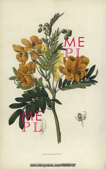 : Sweet-scented cassia, Senna odorata : Sweet-scented cassia, Senna odorata