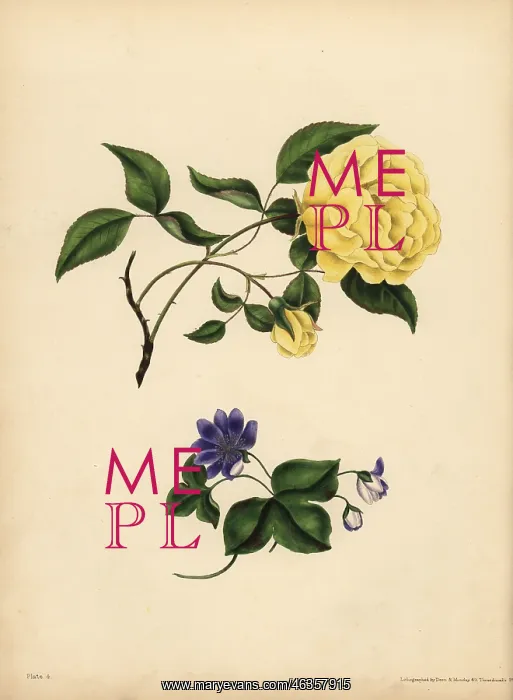 : The sweet-scented China Rose, Infidelity; : The sweet-scented China Rose, Infidelity;
