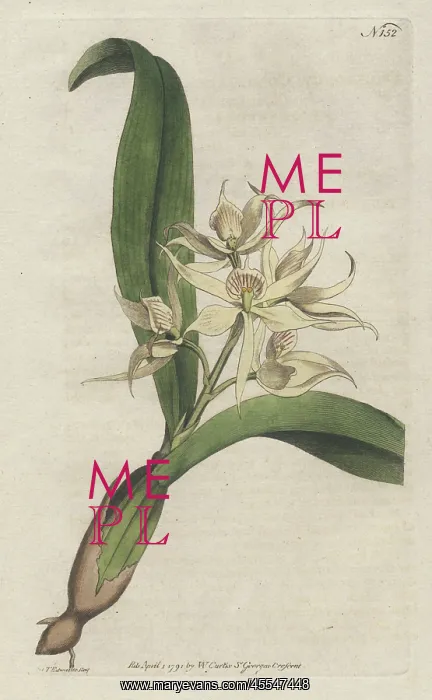: Sweet-scented epidendrum, Encyclia fragrans : Sweet-scented epidendrum, Encyclia fragrans