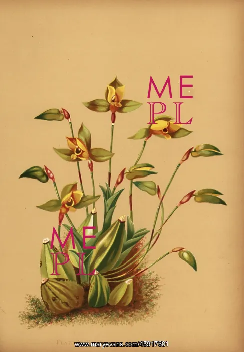 : Sweet scented lycaste orchid, Lycaste aromatica : Sweet scented lycaste orchid, Lycaste aromatica