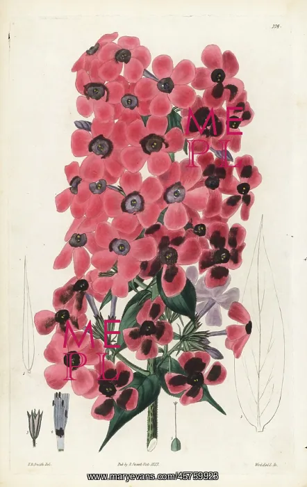 : Sweet-scented lychnidea, Phlox odorata : Sweet-scented lychnidea, Phlox odorata