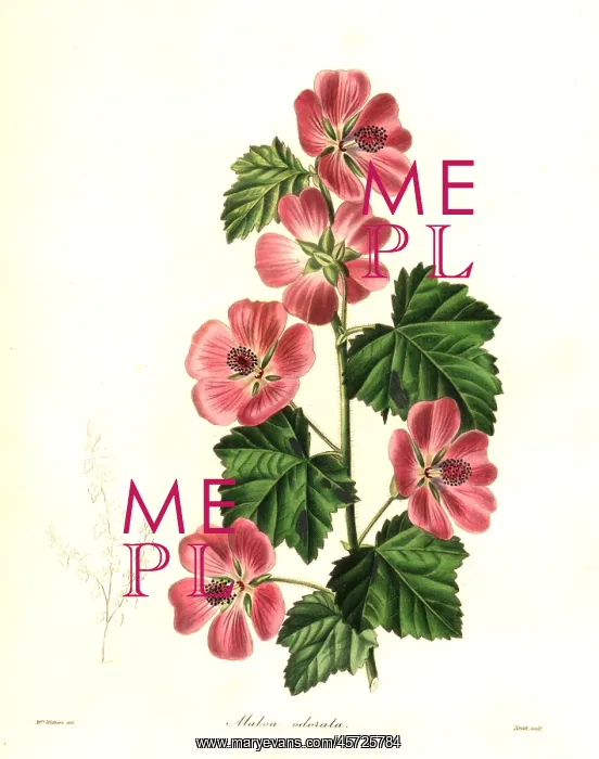 : Sweet-scented mallow, Malva odorata : Sweet-scented mallow, Malva odorata