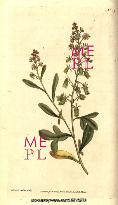 : Sweet-scented reseda or mignonette, Reseda odorata : Sweet-scented reseda or mignonette, Reseda odorata