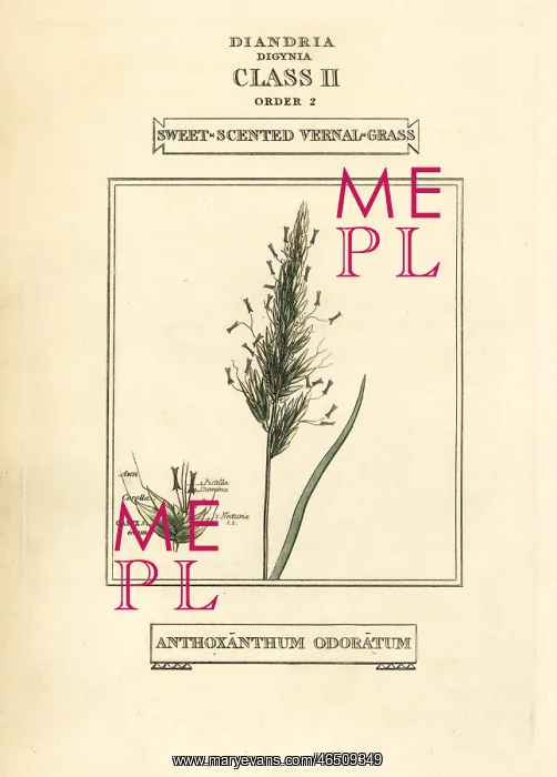 : Sweet-scented vernal grass, Anthoxanthum odoratum : Sweet-scented vernal grass, Anthoxanthum odoratum