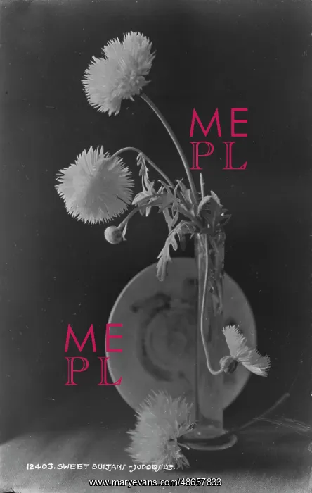 : Sweet Sultan Flowers in a Vase : Sweet Sultan Flowers in a Vase