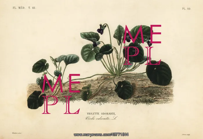 : Sweet violet or garden violet, Viola odorata : Sweet violet or garden violet, Viola odorata