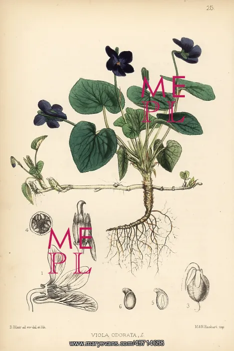 : Sweet violet, Viola odorata : Sweet violet, Viola odorata