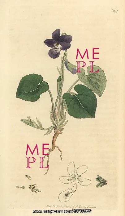 : Sweet violet, Viola odorata : Sweet violet, Viola odorata