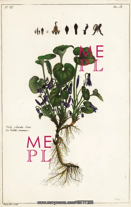 : Sweet violet, Viola odorata : Sweet violet, Viola odorata