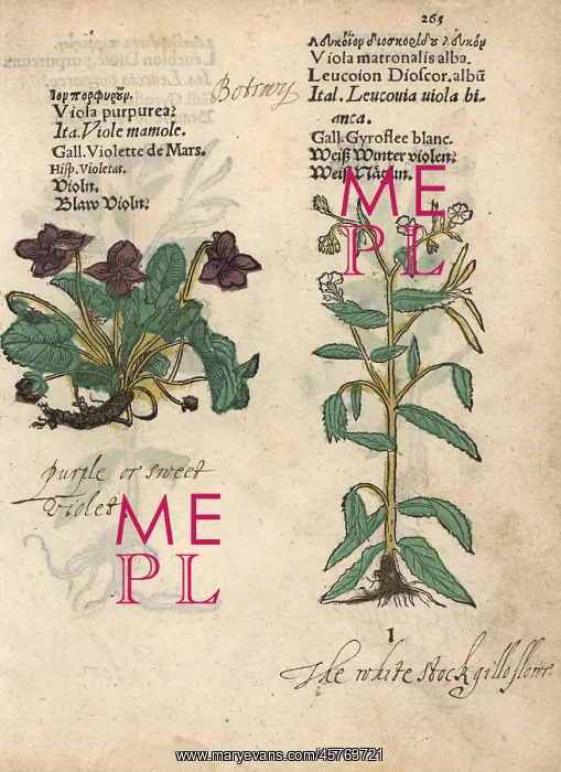: Sweet violet, Viola purpurea, and dame's violet : Sweet violet, Viola purpurea, and dame's violet