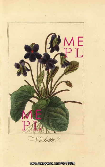: Sweet violet, Violette, Viola odorata : Sweet violet, Violette, Viola odorata