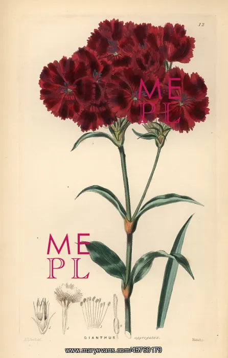 : Sweet William, Dianthus barbatus : Sweet William, Dianthus barbatus