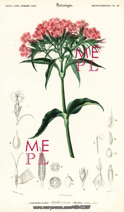 : Sweet William, Dianthus barbatus : Sweet William, Dianthus barbatus
