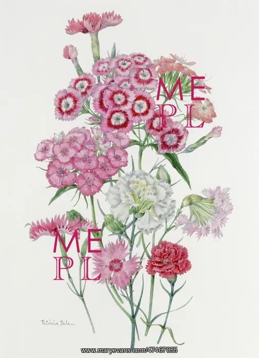 : Sweet Williams and Garden Pinks : Sweet Williams and Garden Pinks