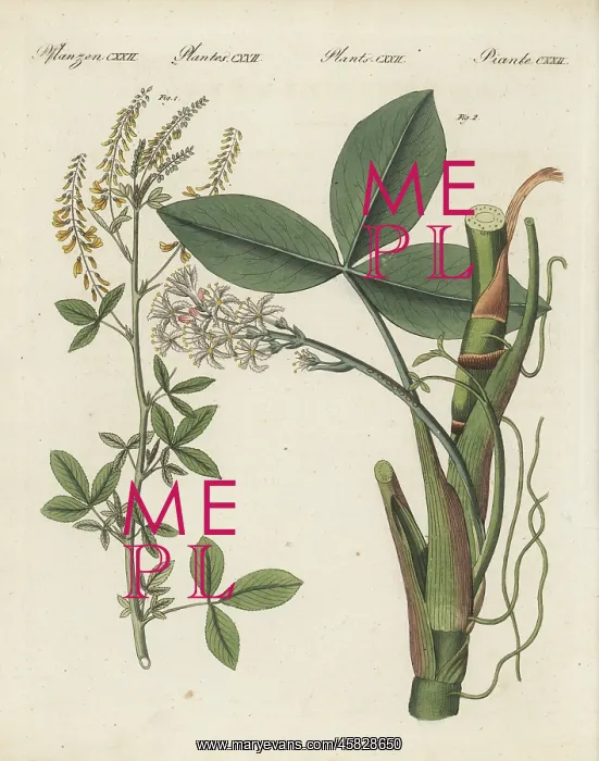 : Sweet yellow clover and bogbean : Sweet yellow clover and bogbean