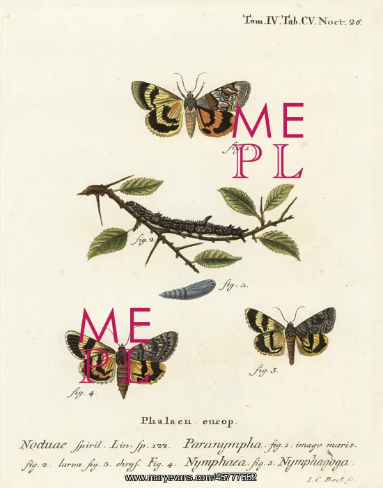 : Sweetfern underwing and oak yellow underwing : Sweetfern underwing and oak yellow underwing