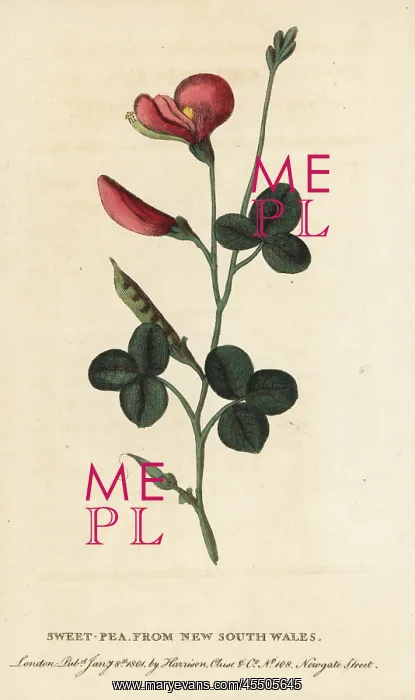 : Sweetpea, Lathyrus odoratus : Sweetpea, Lathyrus odoratus
