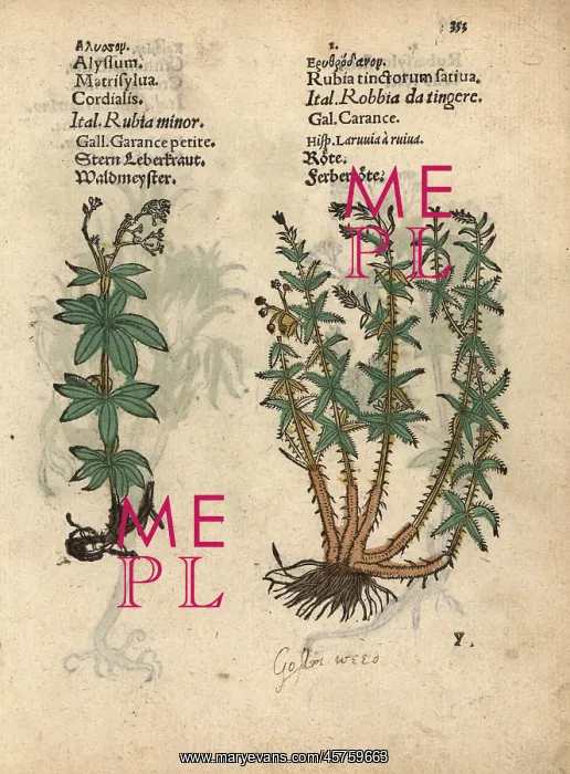 : Sweetscented bedstraw, Galium odoratum, and : Sweetscented bedstraw, Galium odoratum, and