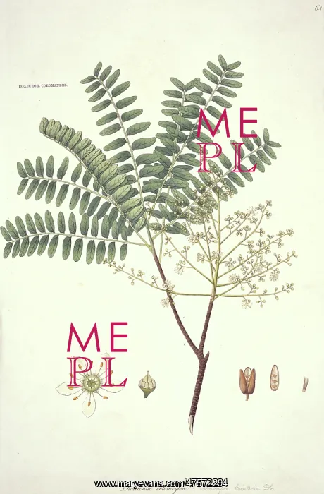 : Swietenia chloroxylon, mahogany : Swietenia chloroxylon, mahogany