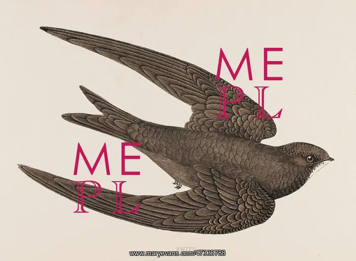  : SWIFT (MORRIS)