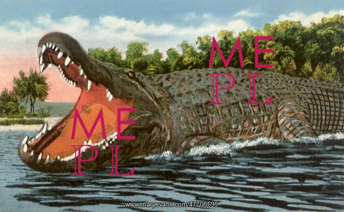  : Swimming Alligator