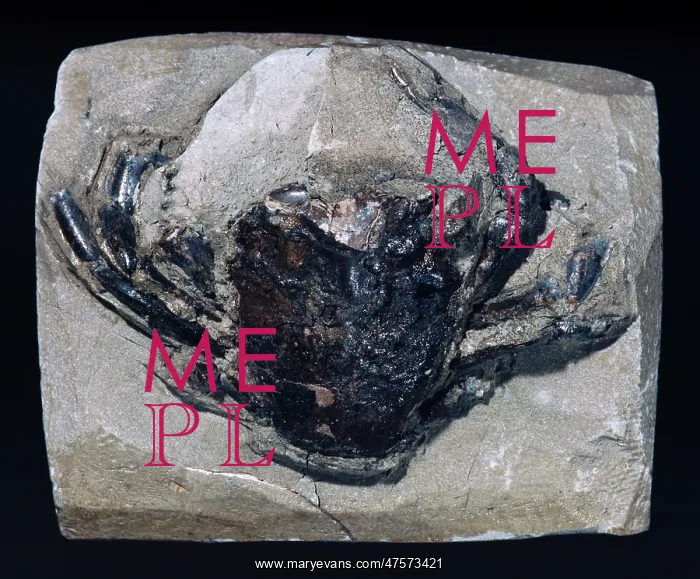 : Swimming crab fossil : Swimming crab fossil
