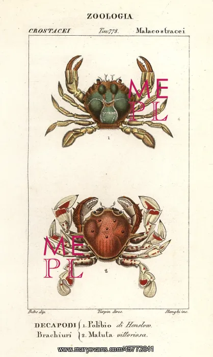 : Swimming crab and moon crab : Swimming crab and moon crab