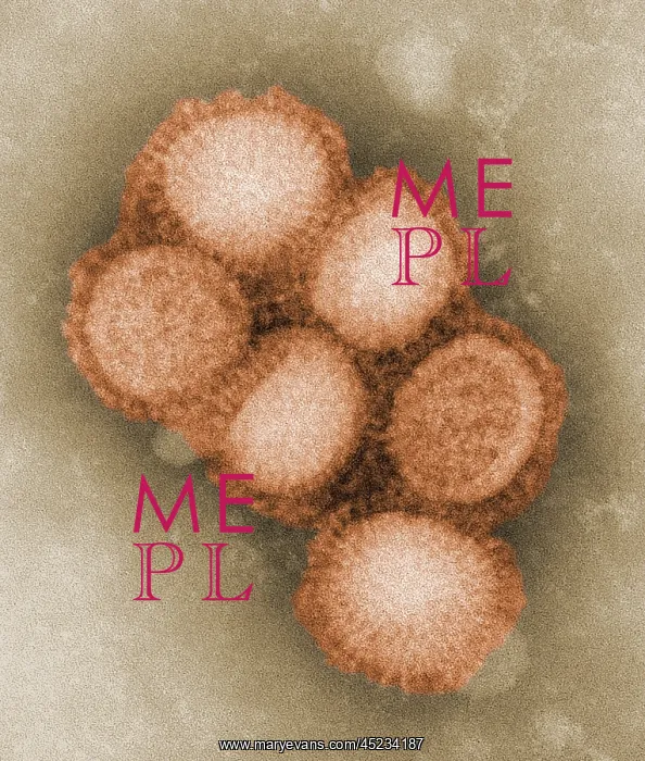 : Swine flu virus. Colorized negative stained ? : Swine flu virus. Colorized negative stained ?