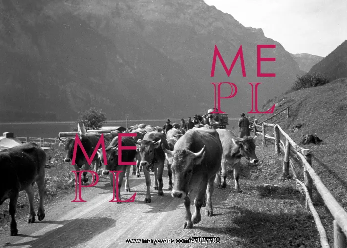  : Swiss Alps: herding the cows