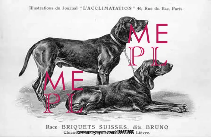 : Swiss Bruno Dog : Swiss Bruno Dog