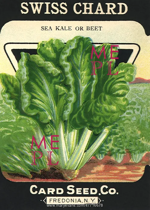  : Swiss Chard Seed Packet