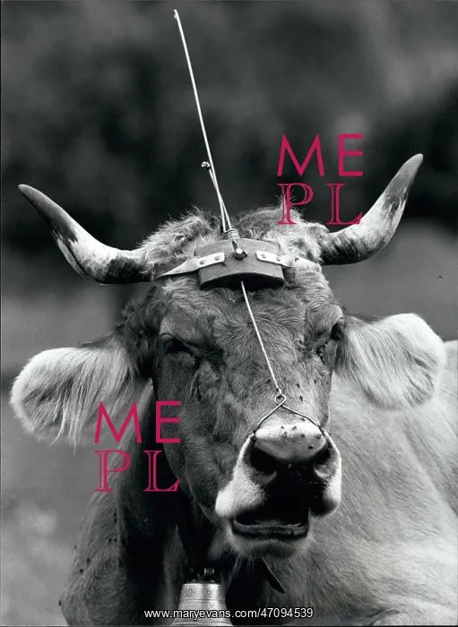 : Swiss cow with antenna security device : Swiss cow with antenna security device