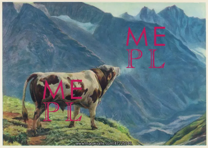 : SWISS COW LOWING : SWISS COW LOWING