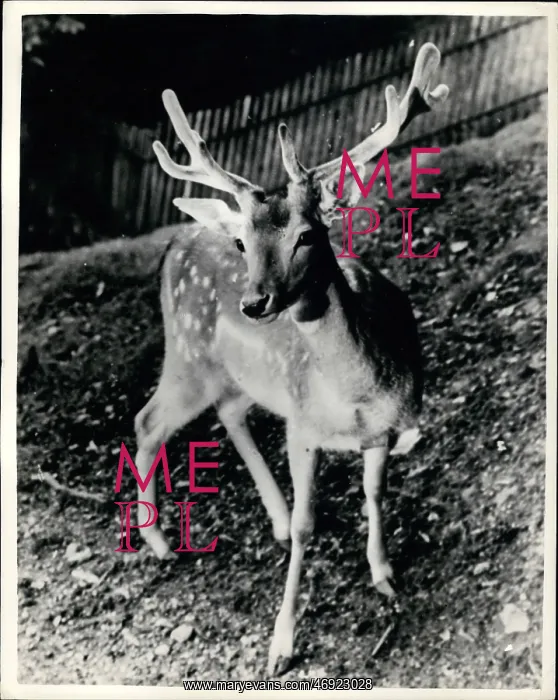 : Swiss Gift British Prince a Stag : Swiss Gift British Prince a Stag