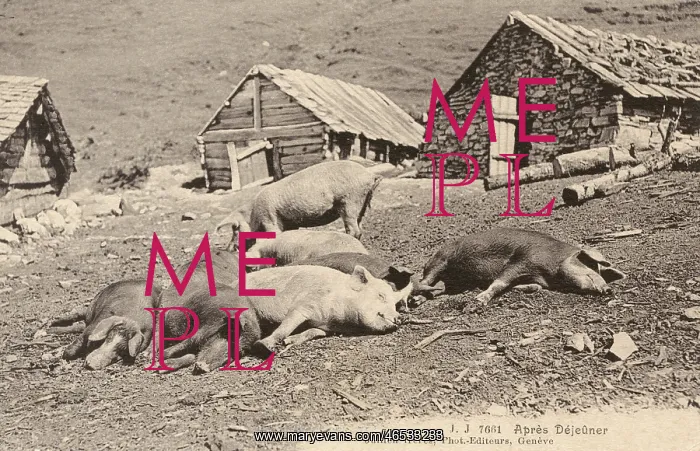 : Switzerland - Pigs take a nap after lunch : Switzerland - Pigs take a nap after lunch