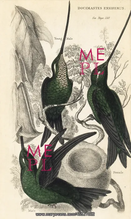 : Sword-billed hummingbird, Ensifera ensifera : Sword-billed hummingbird, Ensifera ensifera